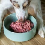 Proteínas para cachorros: cão de pelo branco e caramelo comendo uma porção de comida crua rica em carne numa tigela azul-clara