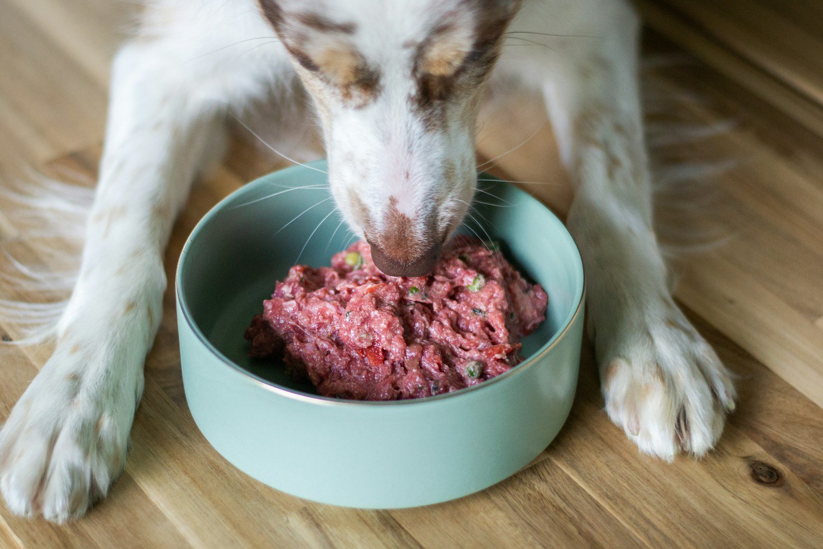 Proteínas para cachorros: cão de pelo branco e caramelo comendo uma porção de comida crua rica em carne numa tigela azul-clara