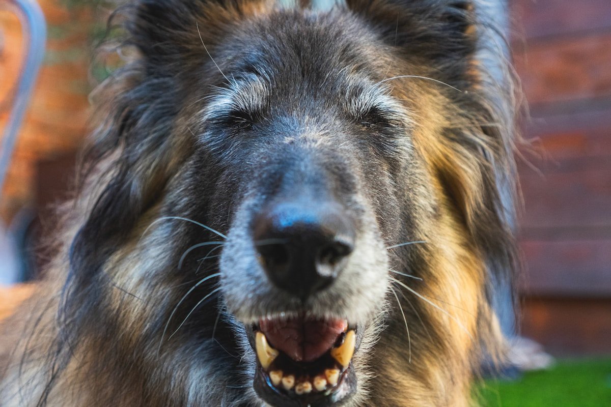 Proteínas para cachorros: cão idoso de pelagem longa sorrindo com a boca aberta