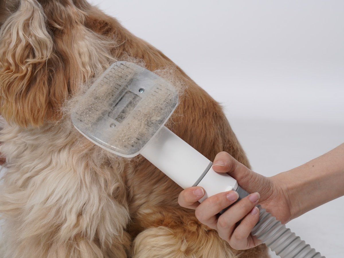 Proteínas para cachorros: cão de pelagem clara sendo escovado com um removedor de pelos