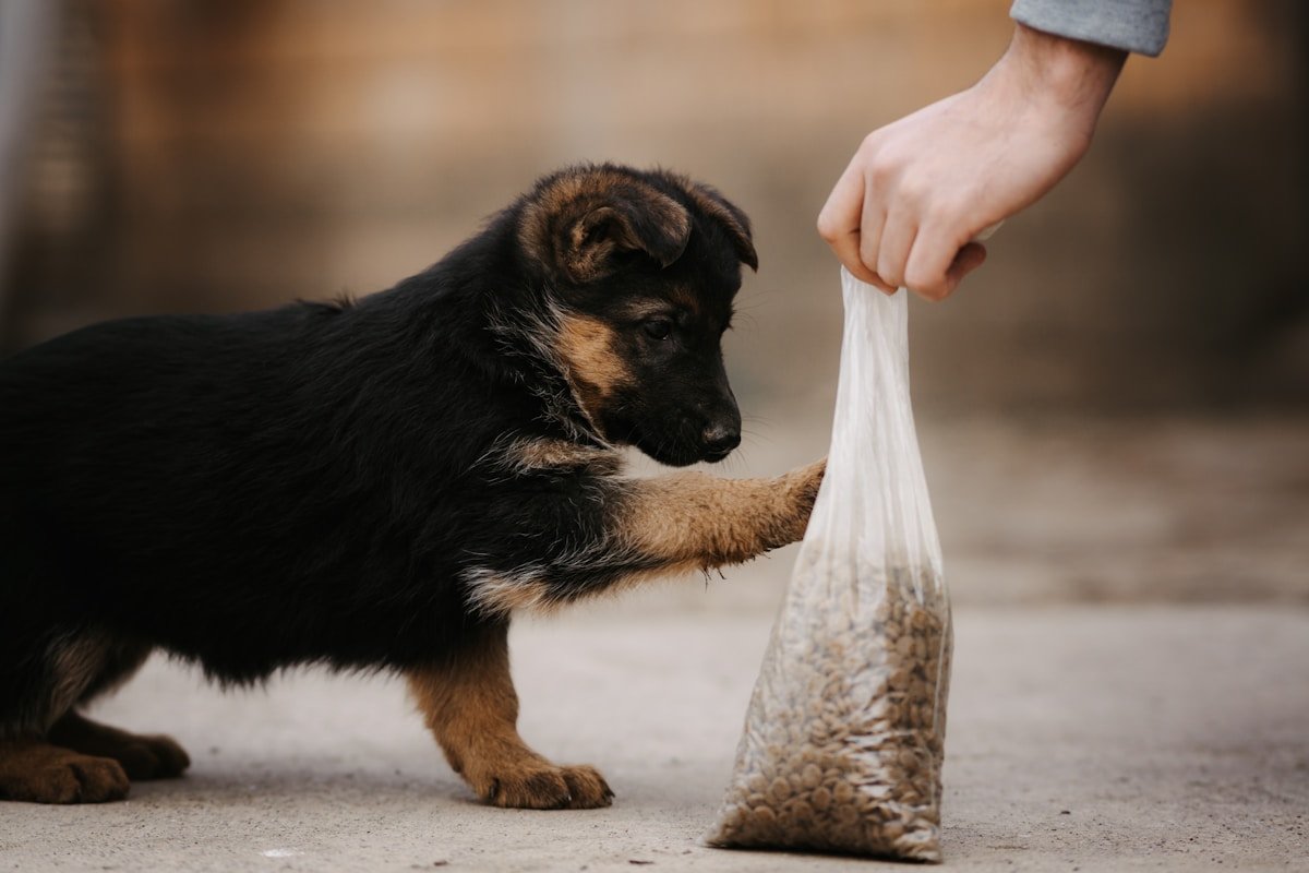 Proteínas para cachorros: filhote de pastor-alemão puxando um saco de ração da mão do tutor