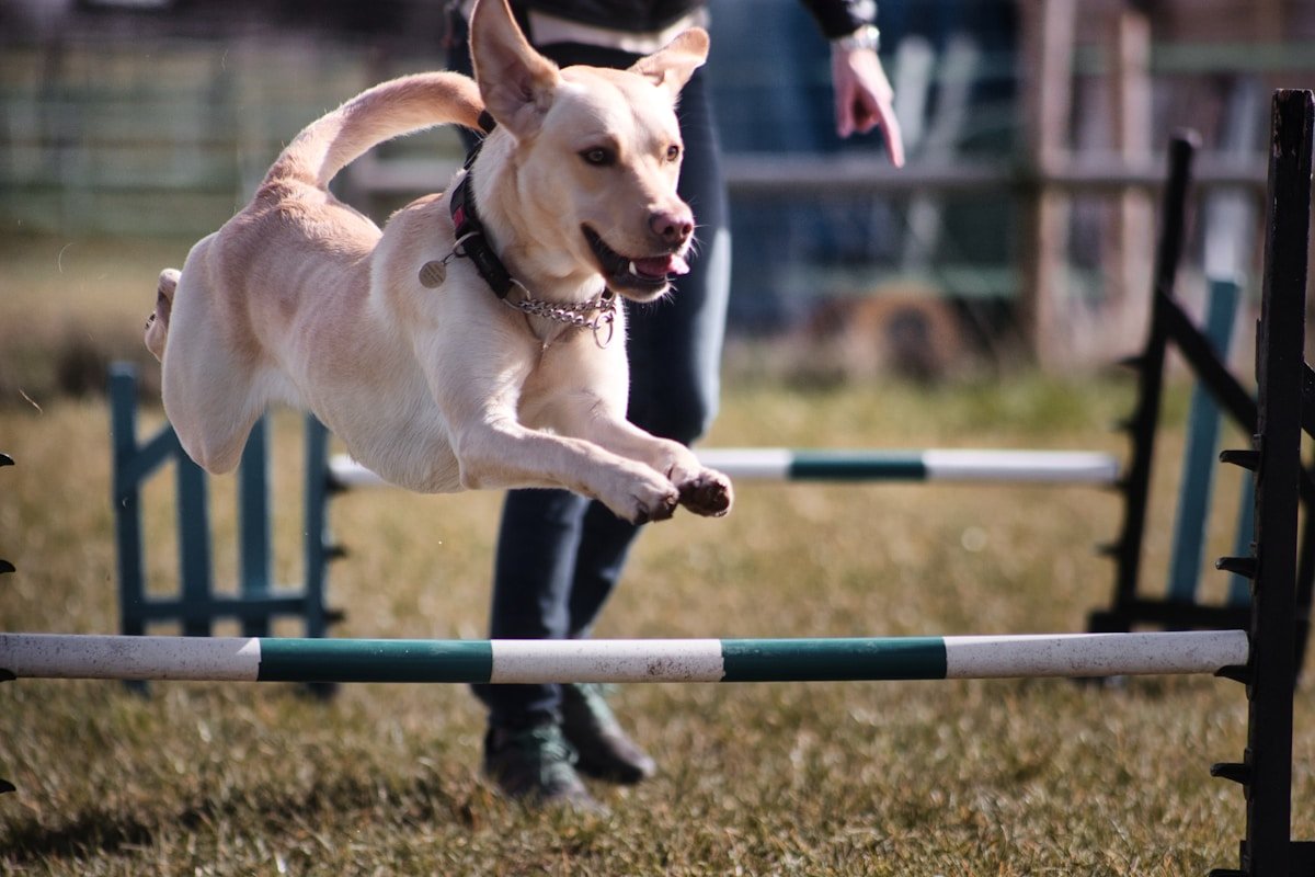 Proteínas para cachorros: labrador amarelo saltando sobre uma barra de agility ao ar livre