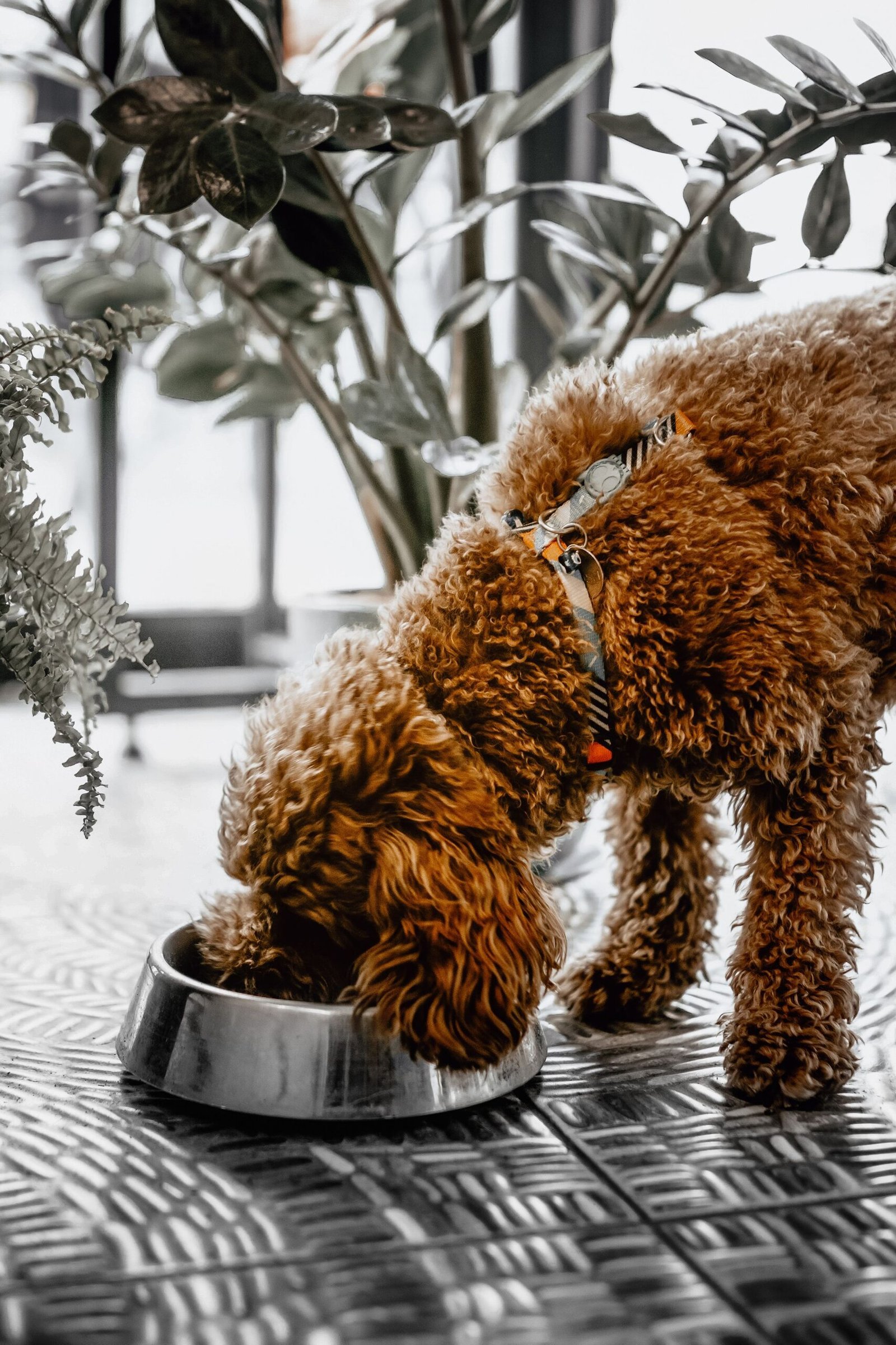 Quantas vezes o cachorro deve comer por dia: cão adulto de pelagem cacheada ruiva comendo de tigela de metal
