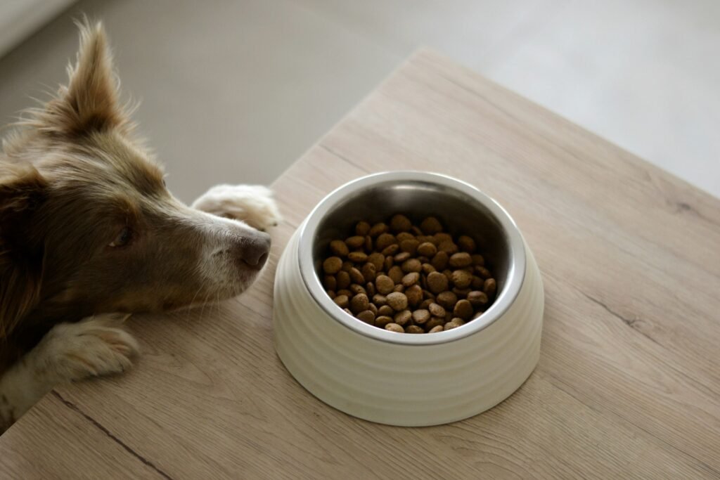Quantas vezes o cachorro deve comer por dia: cão de pelagem marrom e branca observando tigela com ração sobre mesa de madeira