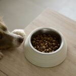 Quantas vezes o cachorro deve comer por dia: cão de pelagem marrom e branca observando tigela com ração sobre mesa de madeira