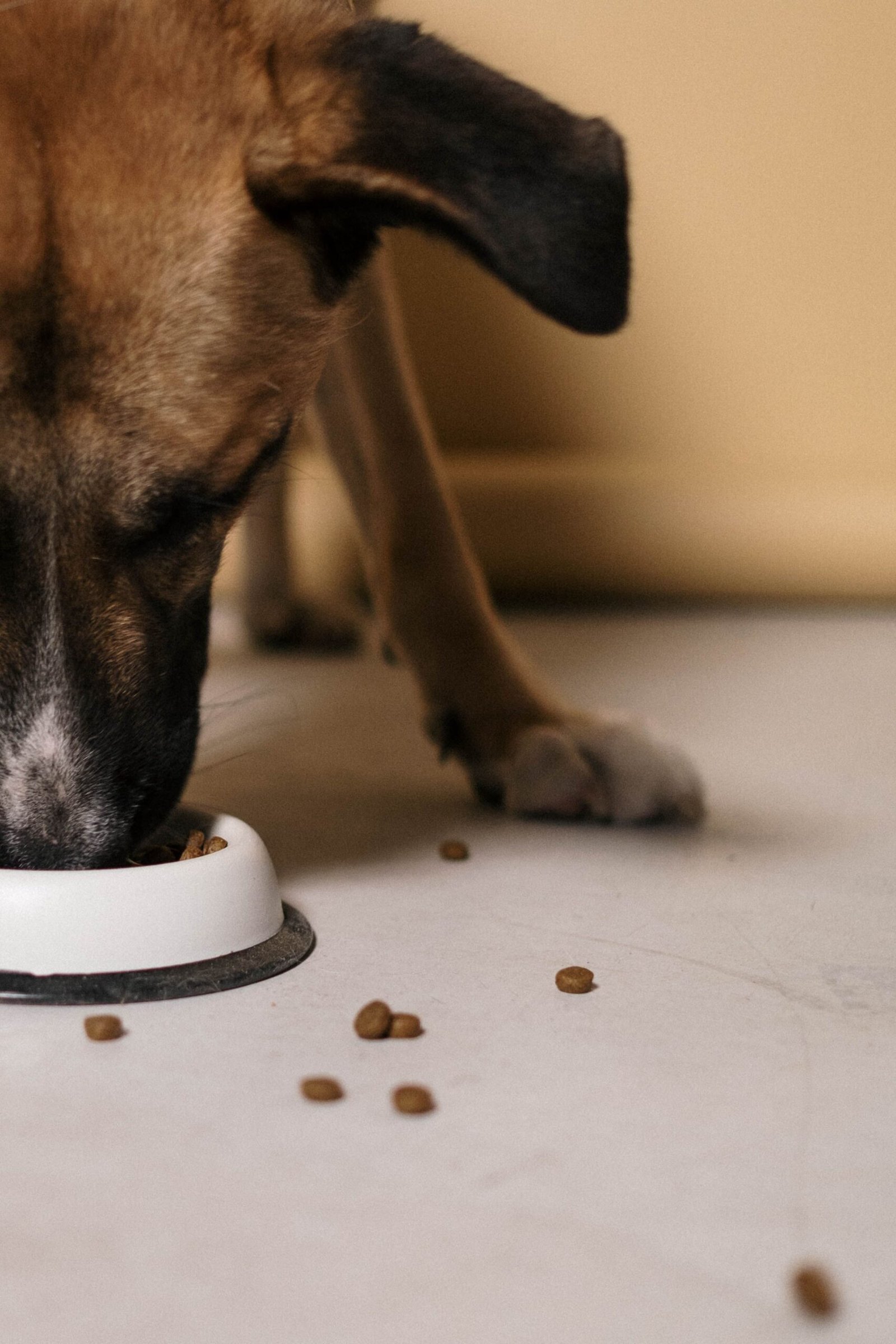 Quantas vezes o cachorro deve comer por dia: cão comendo ração de tigela branca com pedaços de ração espalhados pelo chão