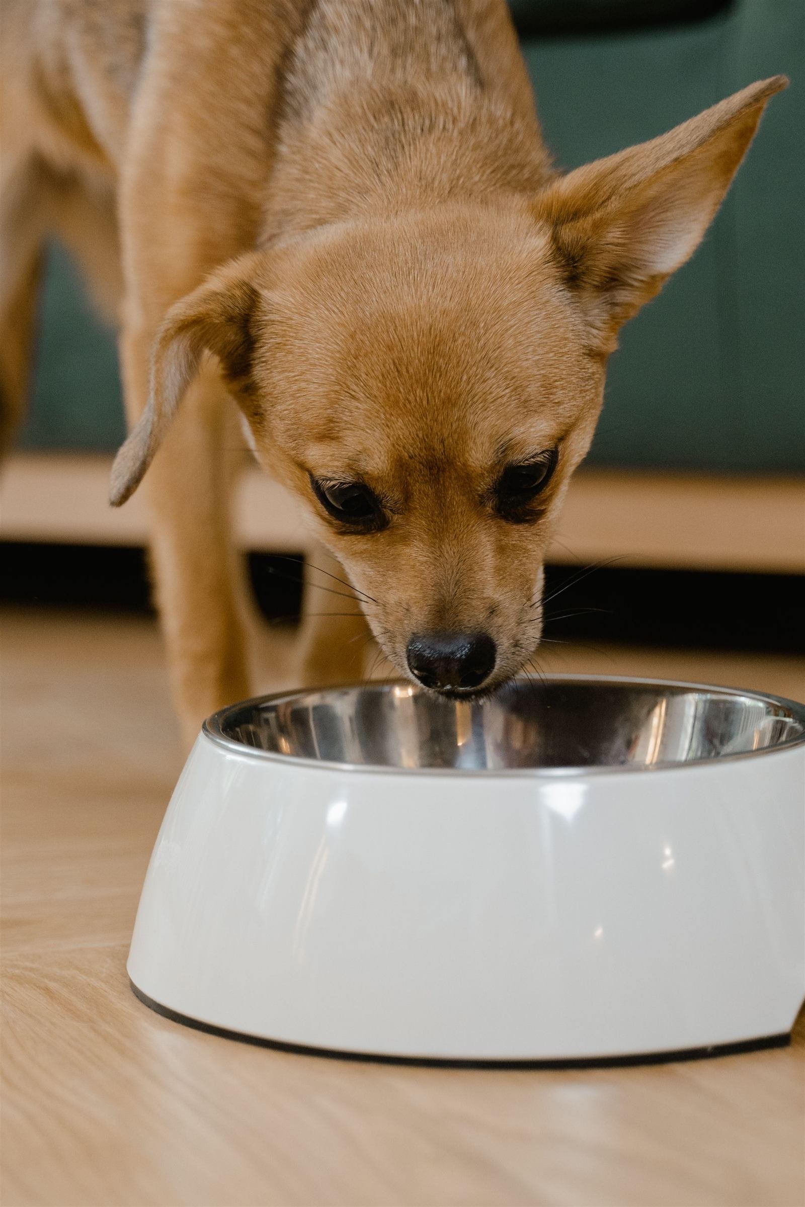 Ração úmida para cachorro: chihuahua em close comendo de uma tigela metálica