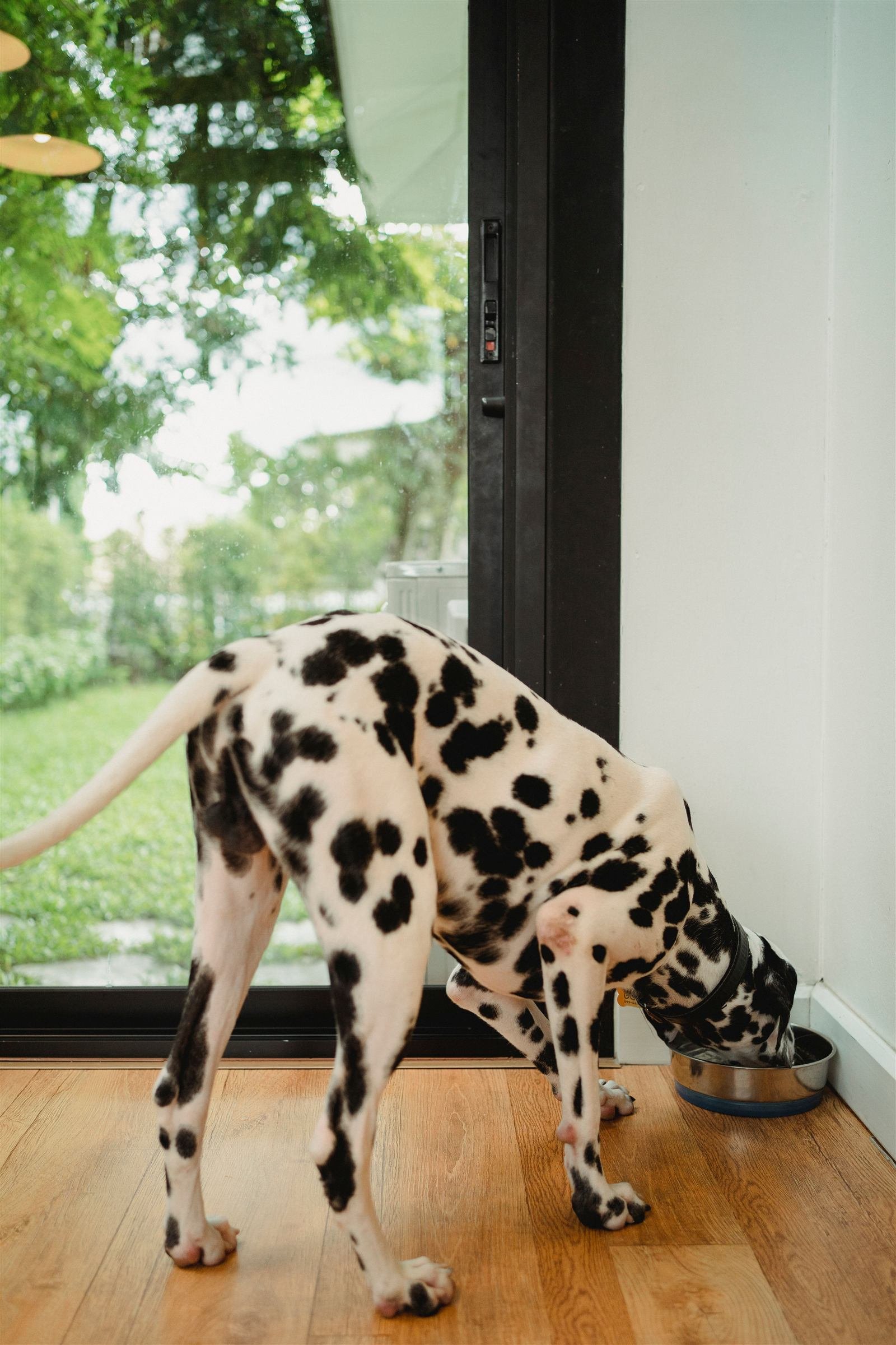 Ração úmida para cachorro: dálmata comendo com entusiasmo perto de uma janela