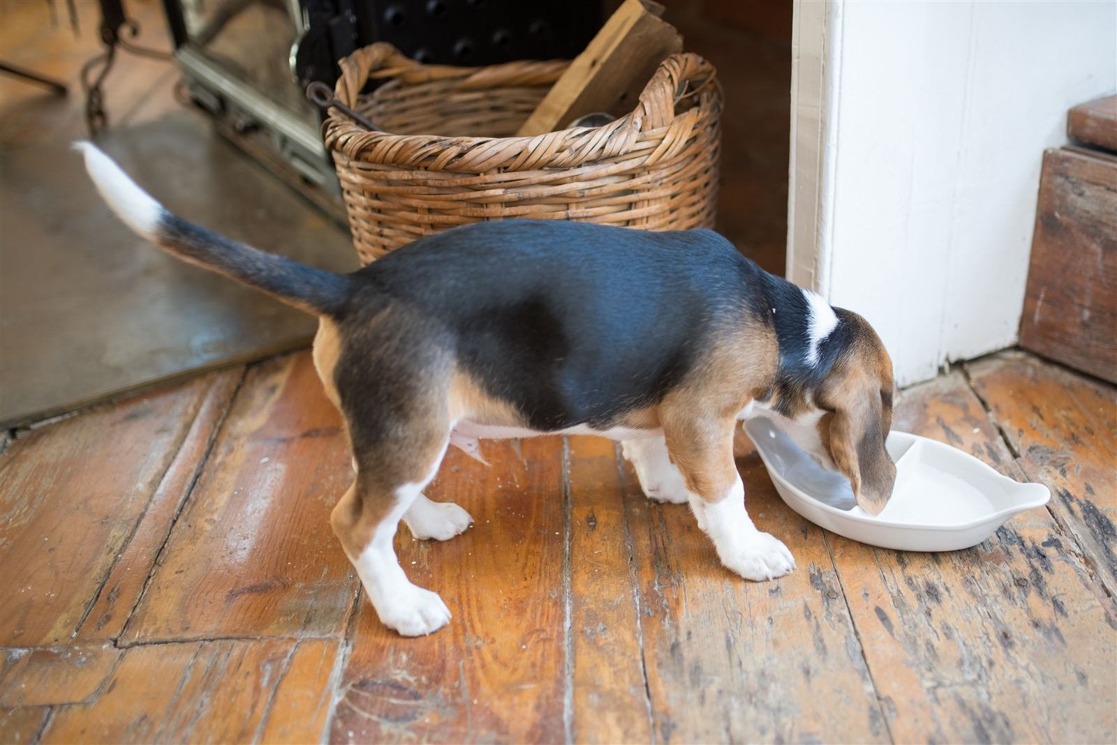 Ração úmida para cachorro: filhote de beagle se alimentando perto de uma cesta de vime