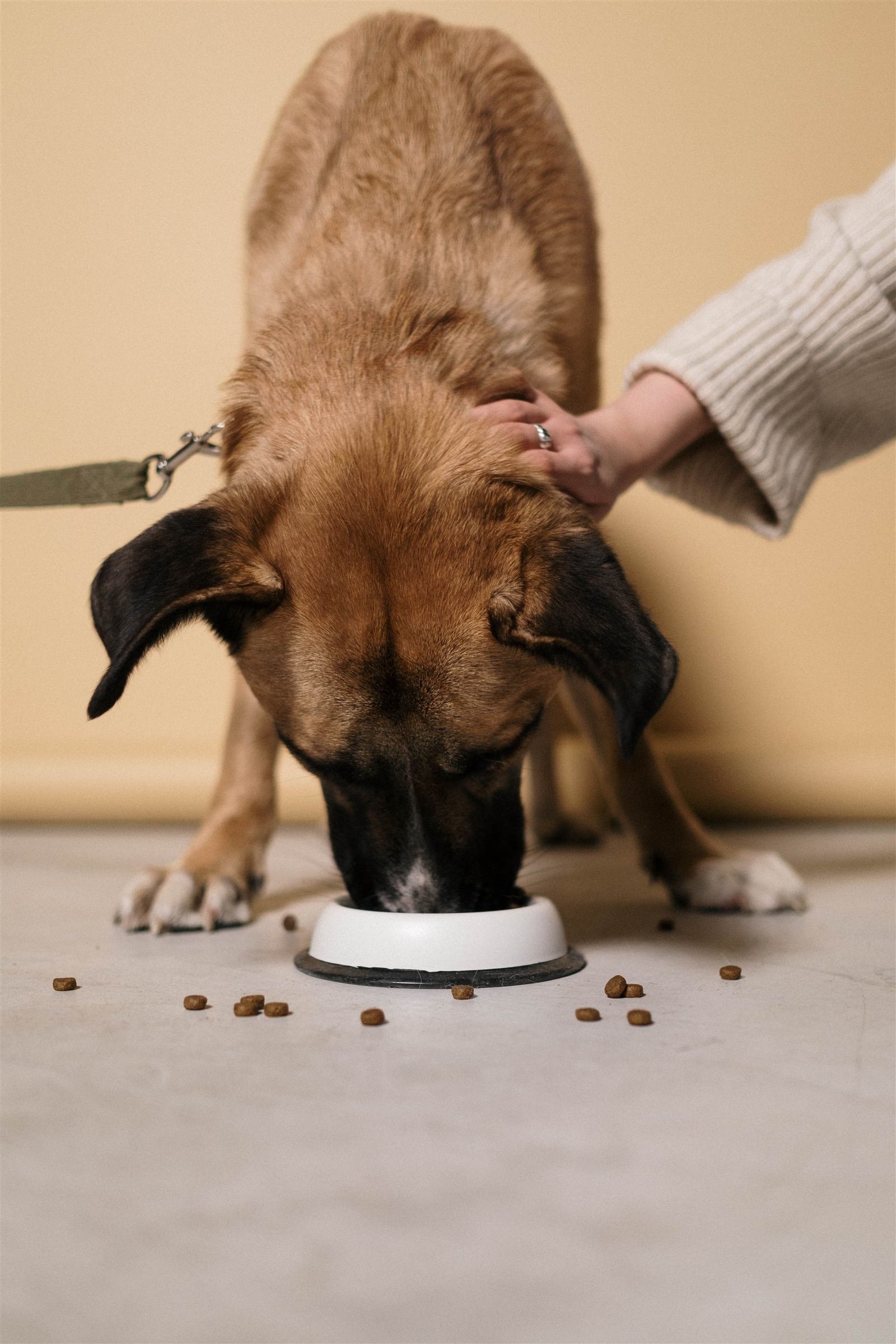 Ração úmida para cachorro: cão comendo de tigela no chão enquanto é acariciado, com grãos de ração espalhados ao redor