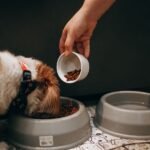 Ração úmida para cachorro: mão colocando ração na tigela ao lado da tigela de água de um filhote
