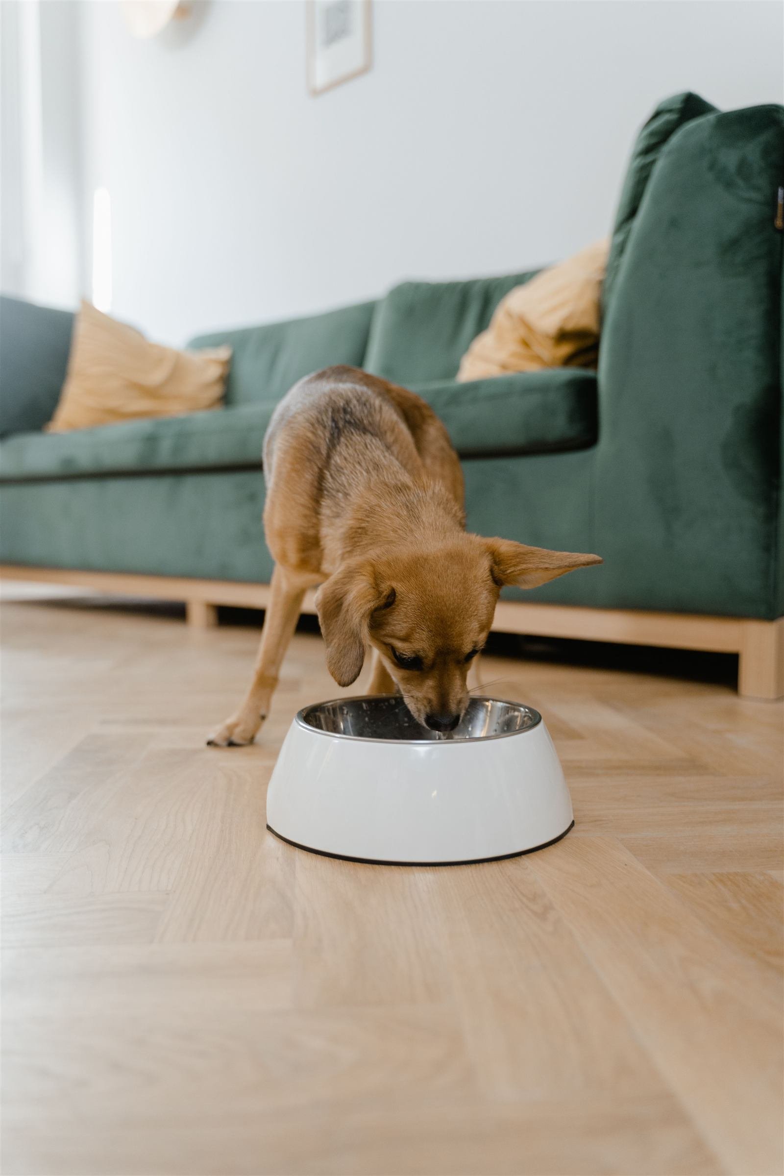 Ração úmida para cachorro: cão pequeno comendo de tigela branca em sala aconchegante