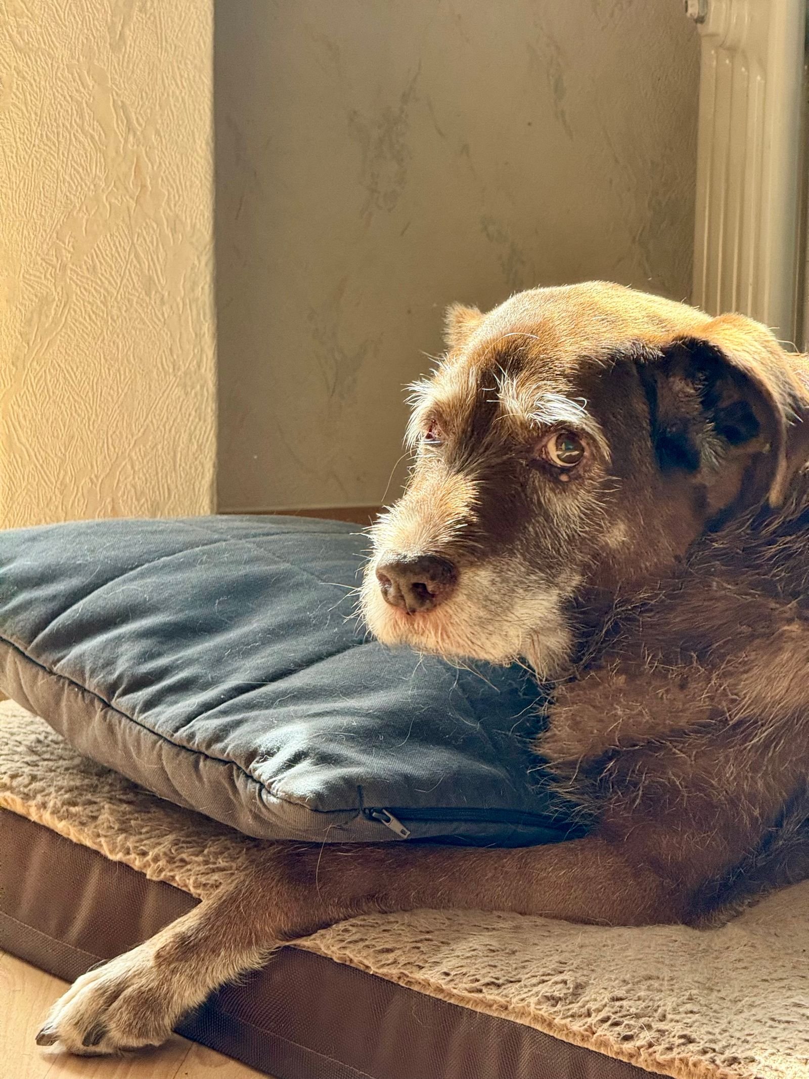 Reiki para cães: cão idoso descansando tranquilo, deitado sobre almofada em ambiente iluminado