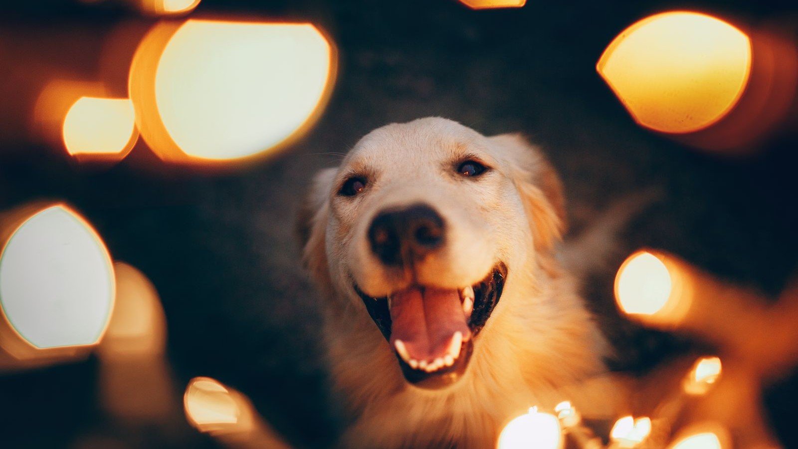 Reiki para cães: cachorro sorridente rodeado por luzes douradas desfocadas, como um campo de energia