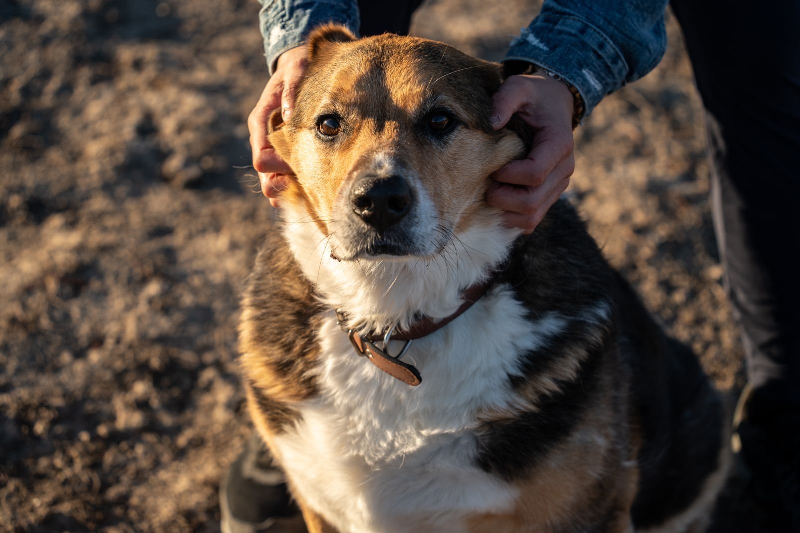 Reiki para cães: mãos humanas segurando com carinho a cabeça de um cão de porte médio