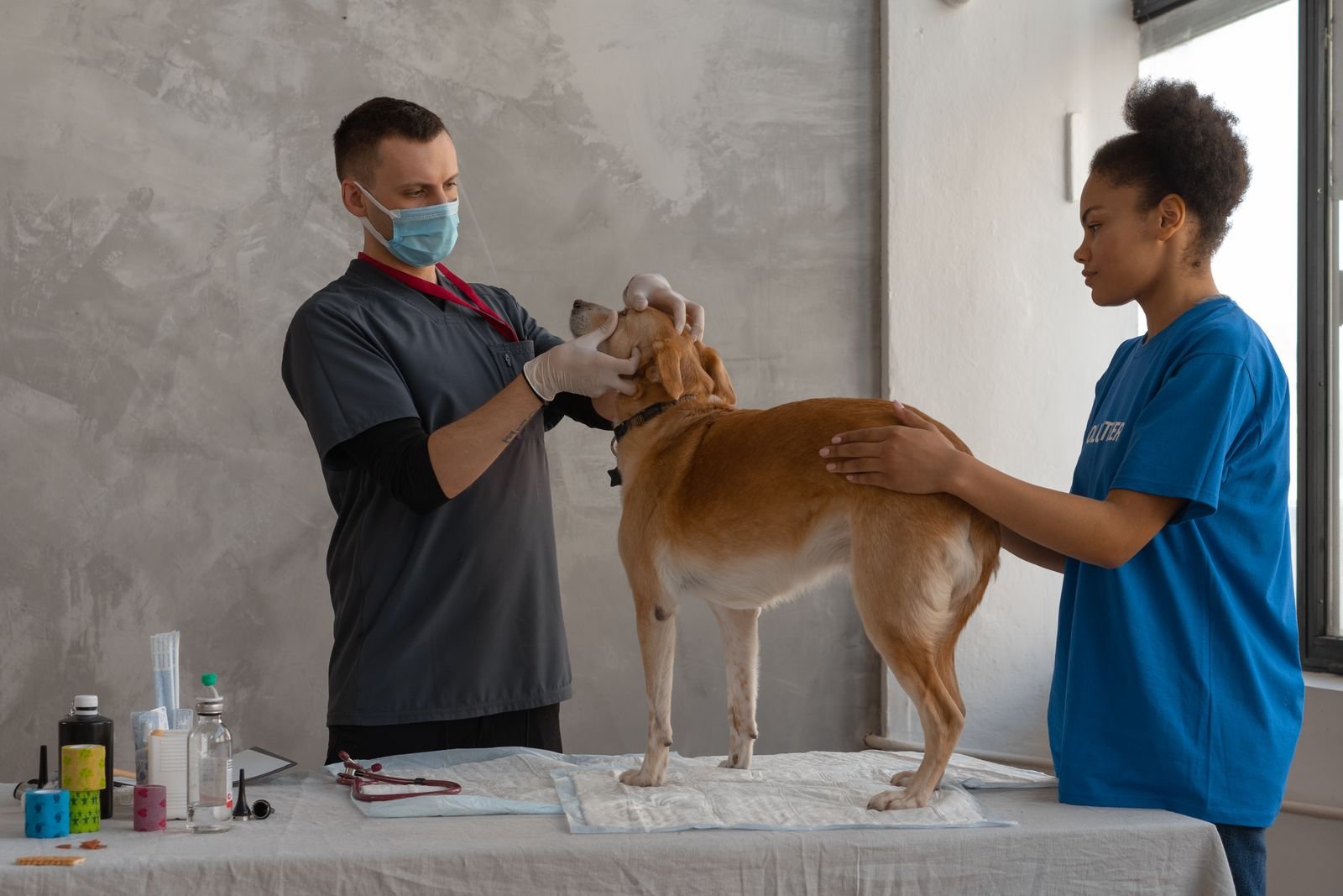 Reiki para cães: veterinário e assistente examinando cão juntos em clínica