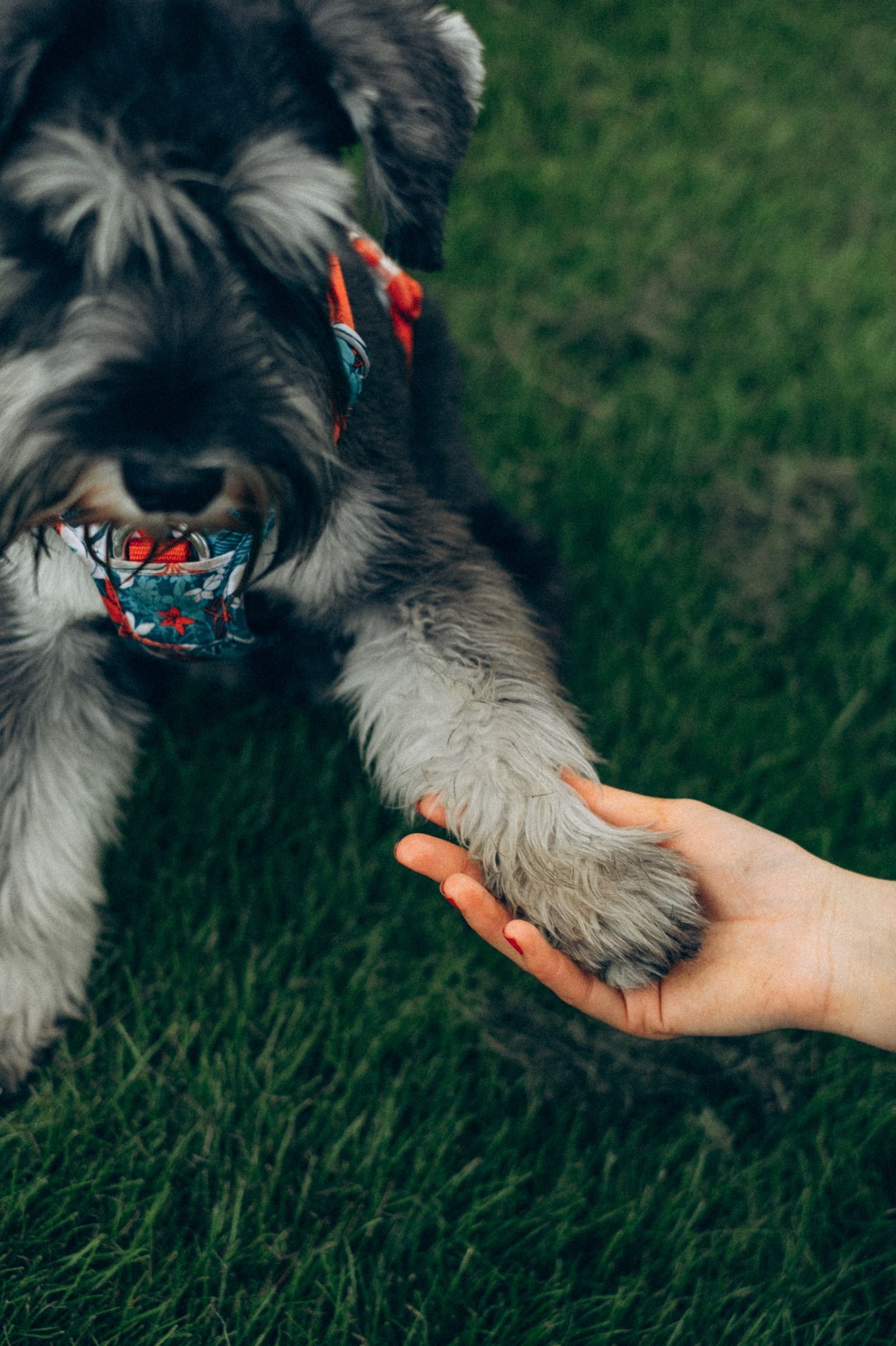 Reiki para cães: cão oferecendo a pata para a mão de um tutor em ambiente ao ar livre