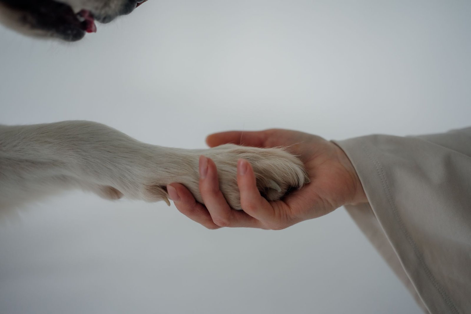 Reiki para cães: mão humana segurando com carinho a pata de um cão