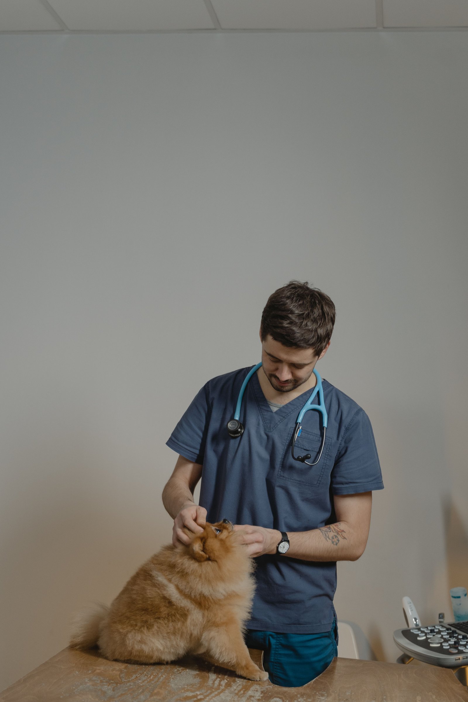 Ômega 3 para cachorro só deve ter a dose ajustada com orientação de um veterinário, como nesta consulta