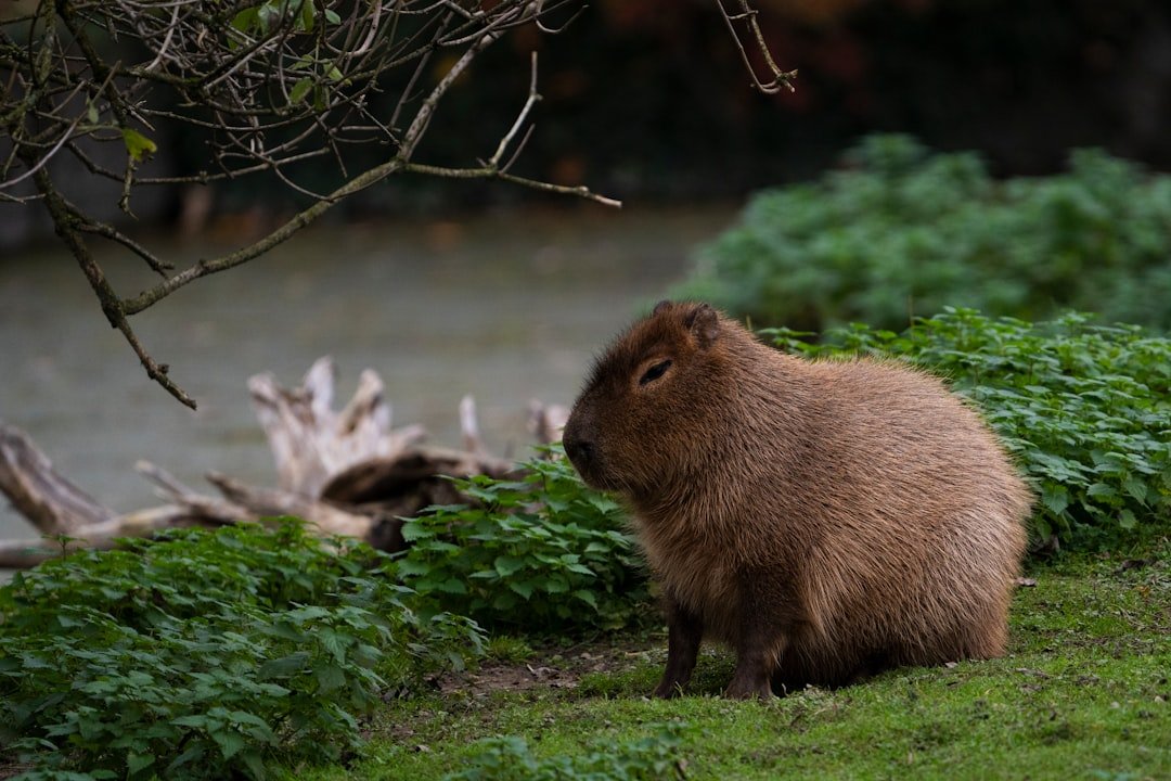 Tipos de carrapato em cachorro: capivara sentada perto da água, animal associado ao carrapato-estrela