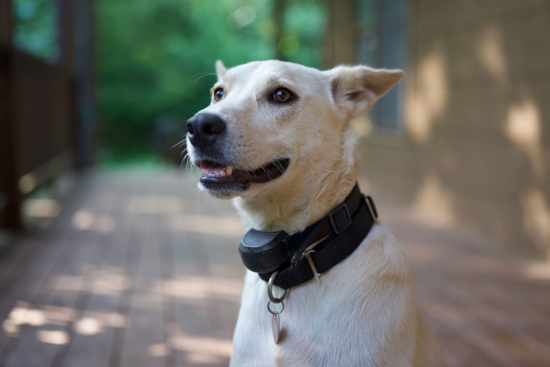 Tipos de carrapato em cachorro: cão usando coleira no pescoço, item usado na prevenção antiparasitária