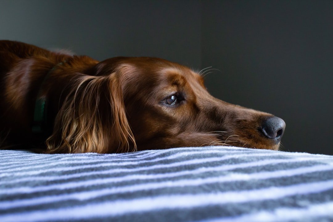 Tipos de carrapato em cachorro: cão deitado com a cabeça baixa e olhar cansado
