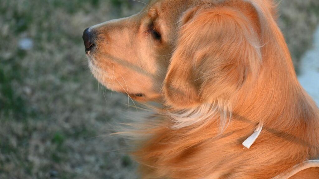 Vitamina para queda de pelo cachorro: golden retriever de pelagem dourada e brilhante em close, com a orelha ao vento sob luz do fim de tarde