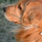 Vitamina para queda de pelo cachorro: golden retriever de pelagem dourada e brilhante em close, com a orelha ao vento sob luz do fim de tarde