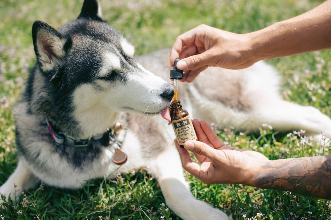 Vitamina para queda de pelo cachorro: tutor pingando suplemento líquido no focinho de um husky siberiano deitado na grama